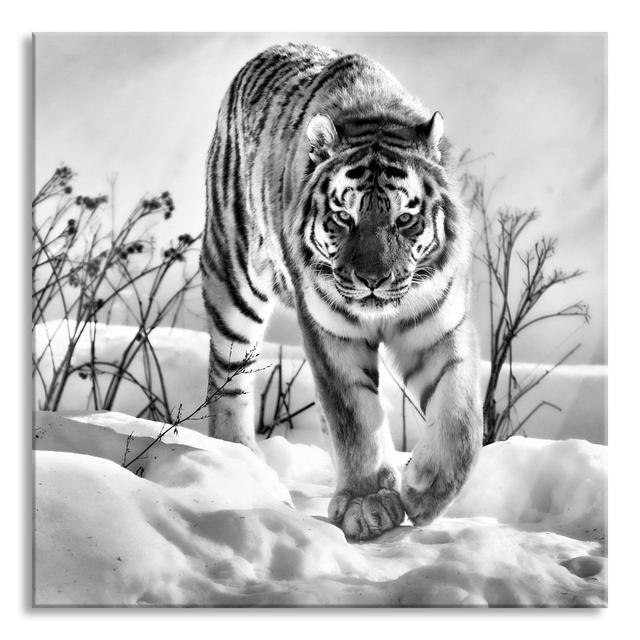 Glasbild Tiger im Schnee Brayden Studio Größe: 70 cm H x 70 cm B x 0,4 cm T on Productcaster.