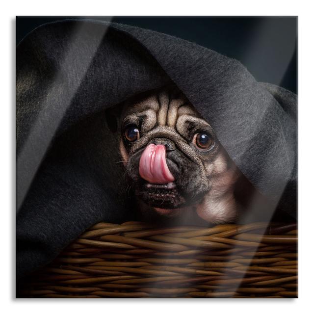 Sweet Pug Under a Blanket - Unframed Photograph on Glass Ebern Designs Size: 70cm H x 70cm W x 0.4cm D on Productcaster.