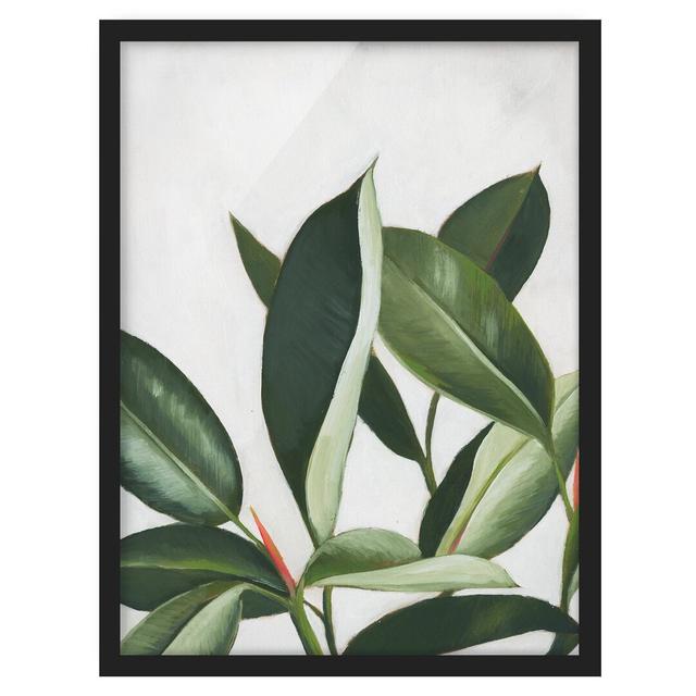 Favorite Plants - Rubber Tree - Picture Frame Painting Brambly Cottage Frame Option: Black, Size: 55cm H x 40cm W x 2cm D on Productcaster.