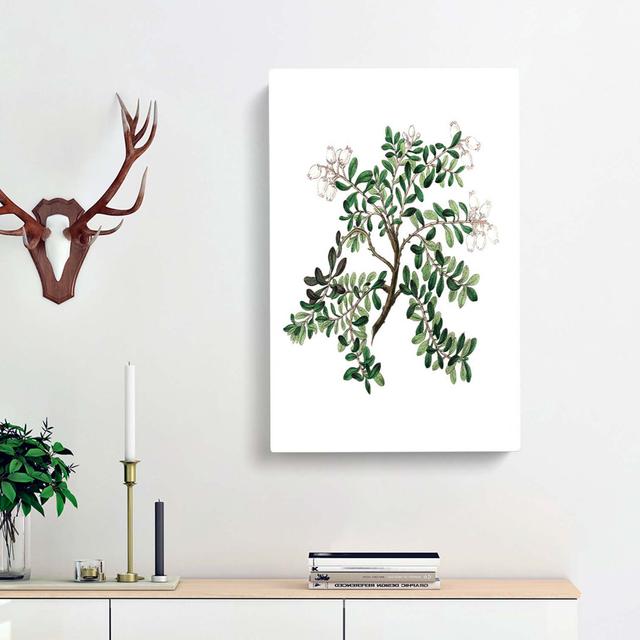 Bearberry Flowers Illustration - Wrapped Canvas Painting East Urban Home Size: 76cm H x 50cm W x 3cm D on Productcaster.