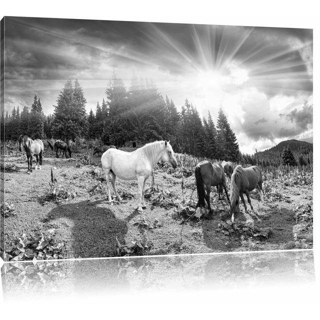 Leinwandbild „Karpatische Mustang-Pferde auf den Bergen“, Fotodruck East Urban Home Größe: 40 cm H x 60 cm B on Productcaster.