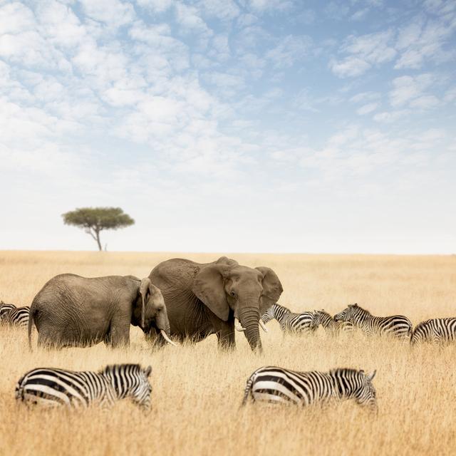 Elephants and Zebras by Rixipix - Wrapped Canvas Photograph Latitude Run Size: 51cm H x 51cm W on Productcaster.