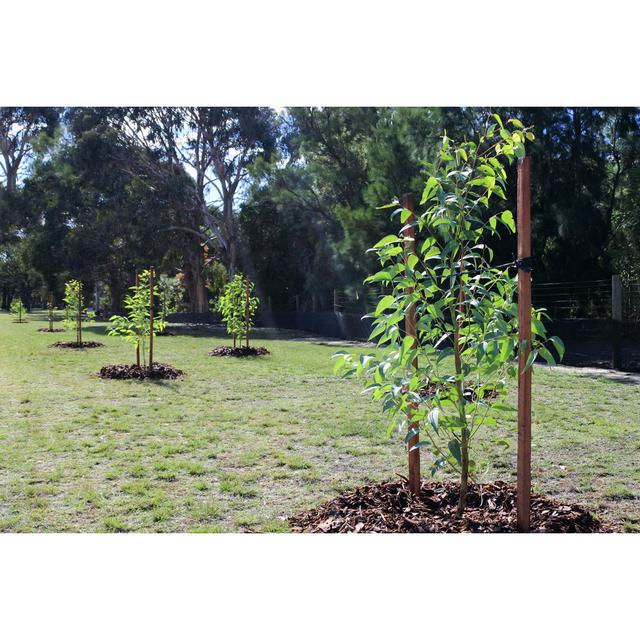 New Trees Planted by Chameleonseye - Wrapped Canvas Photograph 17 Stories Size: 61cm H x 91cm W on Productcaster.