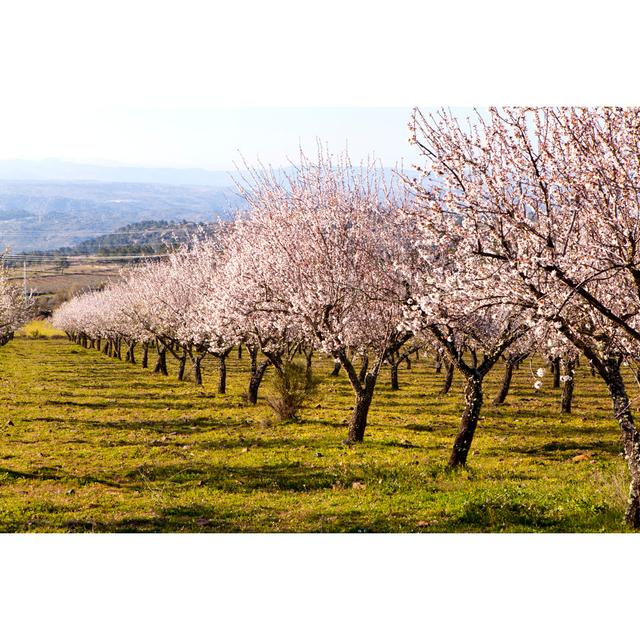 Almond Trees In Bloom by LuisPortugal - No Frame Art Prints on Canvas 17 Stories Size: 20cm H x 30cm W on Productcaster.