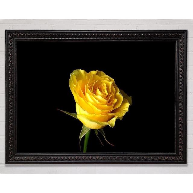 Yellow Rose On Silver Background Framed Print Bright Star Size: 84.1cm H x 118.9cm W on Productcaster.