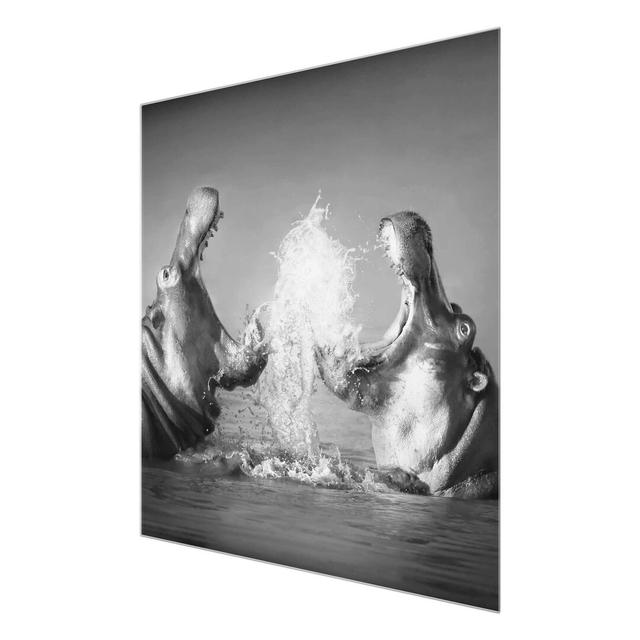 'Hippo Fight' - Photograph Print on Glass East Urban Home Size: 50cm H x 50cm W x 0.4cm D on Productcaster.