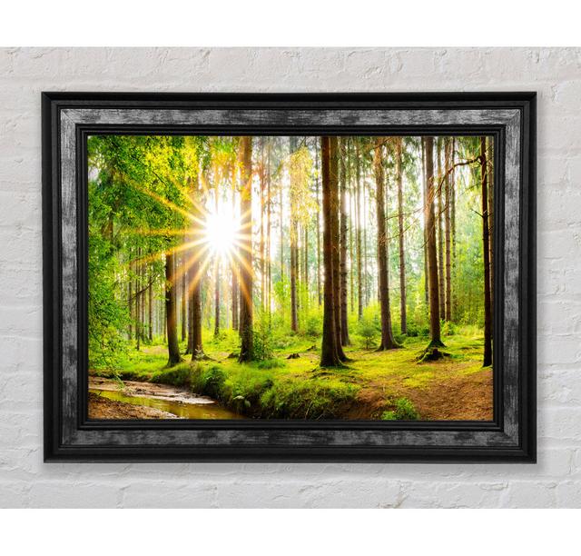 Sun Appearing Through The Trees In Britain - Single Picture Frame Art Prints Bright Star Size: 84.1cm H x 142.2cm W on Productcaster.