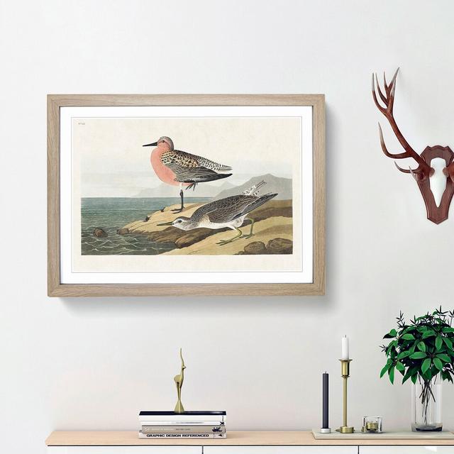 Red-Breasted Sandpiper by John James Audubon - Picture Frame Painting Print East Urban Home Size: 36cm H x 48cm W x 2cm D, Frame Option: Oak Framed on Productcaster.