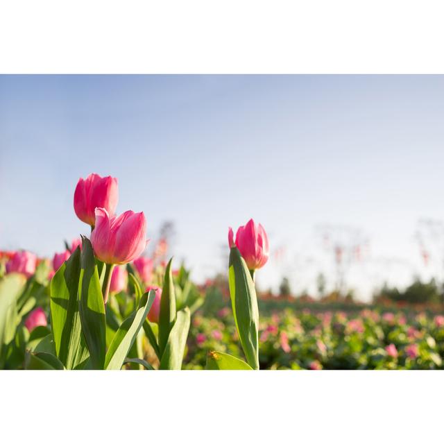 Tulip Field - Wrapped Canvas Photograph Ebern Designs Size: 20cm H x 30cm W on Productcaster.