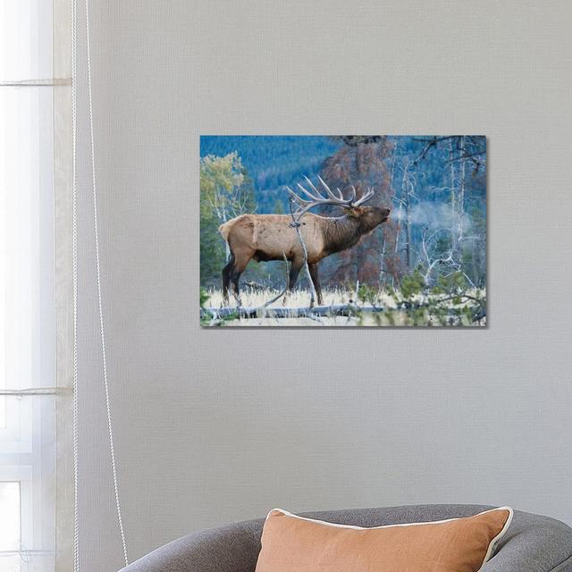 Rocky Mountain Bull Elk Morning Bugle by Ken Archer - Wrapped Canvas Art Prints Alpen Home Size: 45.72cm H x 66.04cm W x 3.81cm D on Productcaster.