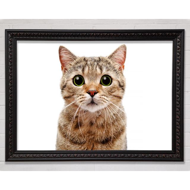 Curious Cat Framed Print Bright Star Size: 59.7cm H x 84.1cm W on Productcaster.