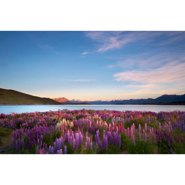 Lupins Of Lake Tekapo by Simonbradfield - No Frame Print on Canvas 17 Stories Size: 30cm H x 46cm W on Productcaster.