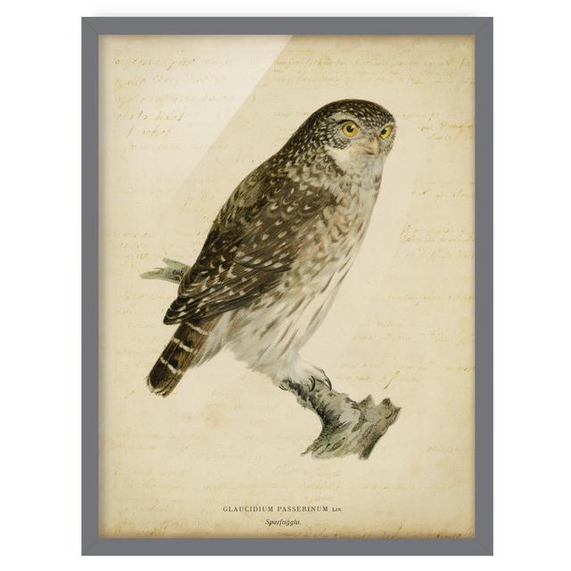 Vintage Drawing Pygmy Owl - Picture Frame Graphic Art Rosalind Wheeler Frame Option: Grey, Size: 100cm H x 70cm W x 2cm D on Productcaster.