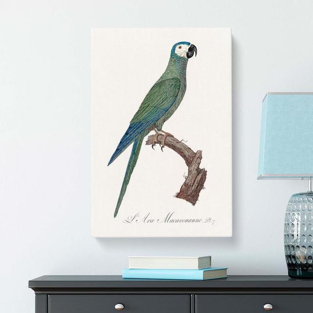 Macaw Parrot by F. Levaillant - Wrapped Canvas Painting Print East Urban Home Size: 76cm H x 50cm W x 3cm D on Productcaster.