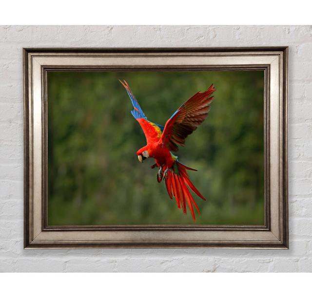 Red Mccaw In Flight - Single Picture Frame Art Prints Bright Star Size: 21cm H x 42cm W x 8cm D on Productcaster.