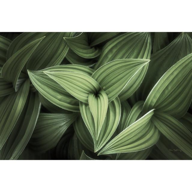 Corn Lily II by Alan Majchrowicz - Wrapped Canvas Photograph Print Ebern Designs Size: 51cm H x 76cm W on Productcaster.