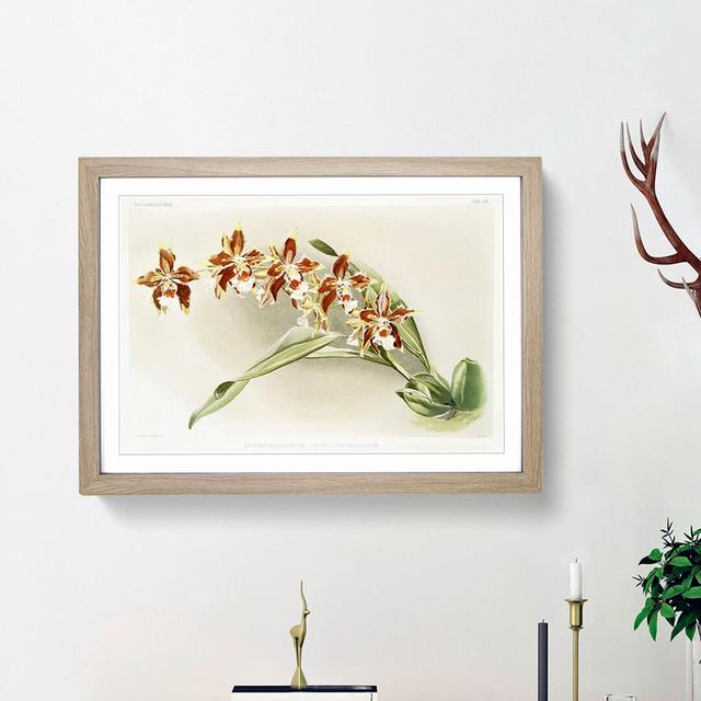 Magnolia Flowers Illustration Tab. 33 by Frederick Sander - Picture Frame Painting Print East Urban Home Size: 27cm H x 36cm W x 2cm D, Frame Option: on Productcaster.