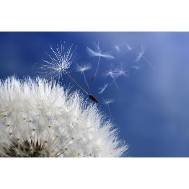 Dandelion Clock Dispersing Seed by BrianAJackson - Wrapped Canvas Print Ebern Designs Size: 51cm H x 76cm W x 3.8cm D on Productcaster.