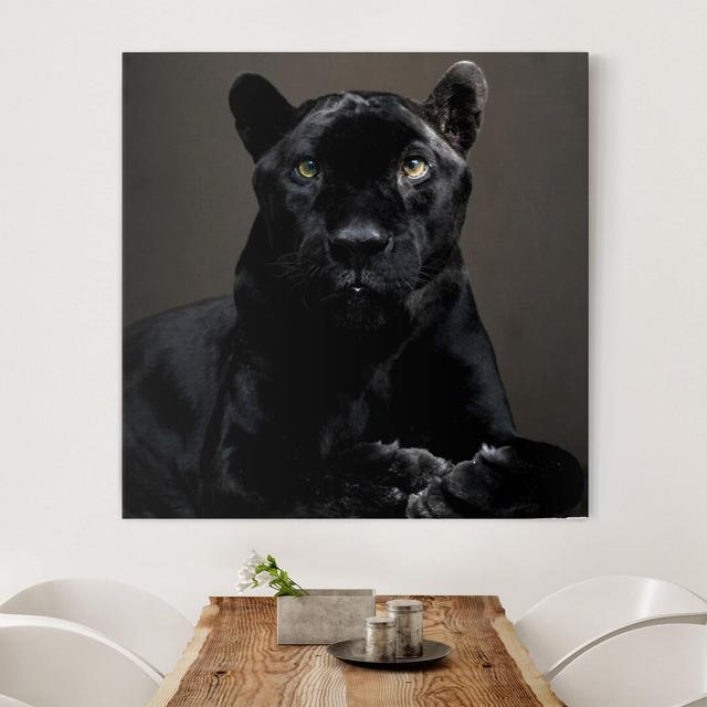 Black Puma - Wrapped Canvas Photograph Ebern Designs Format: Canvas 260g/m², Size: 60cm H x 60cm W on Productcaster.