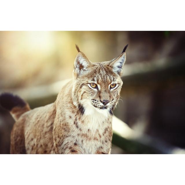 Lynx by Antagain - Wrapped Canvas Art Prints 17 Stories Size: 81cm H x 122cm W on Productcaster.