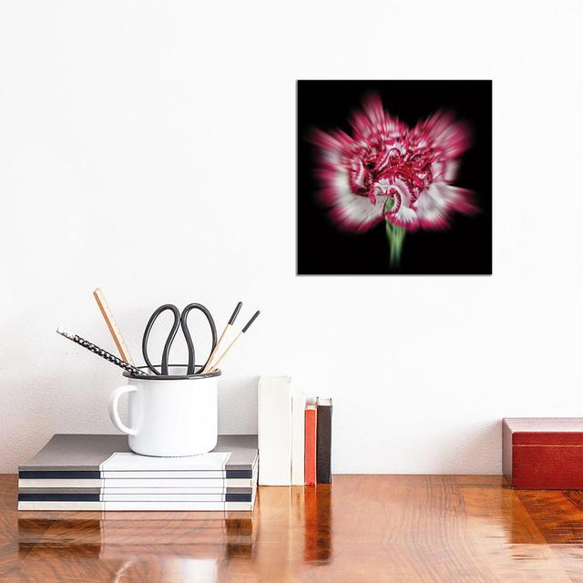 Pink Daisy Flower by Glauco Meneghelli - Wrapped Canvas Print Latitude Run Size: 30.48cm H x 30.48cm W x 1.905cm D on Productcaster.