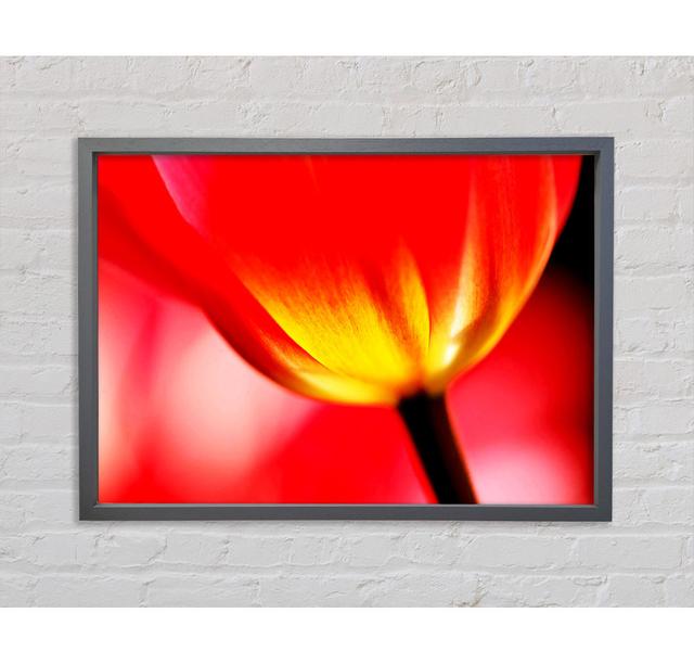 The Energy Of A Tulip - Single Picture Frame Print Brayden Studio Format: Dark Grey Framed Canvas, Size: 84.1cm H x 118.9cm W x 3.3cm D on Productcaster.