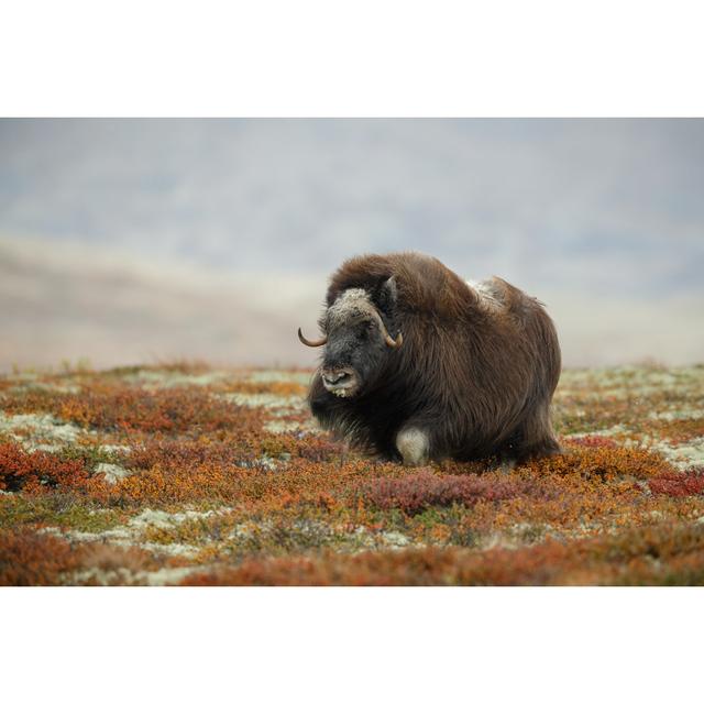 Musk Ox by Neil_Burton - Wrapped Canvas Photograph Alpen Home Size: 61cm H x 91cm W on Productcaster.