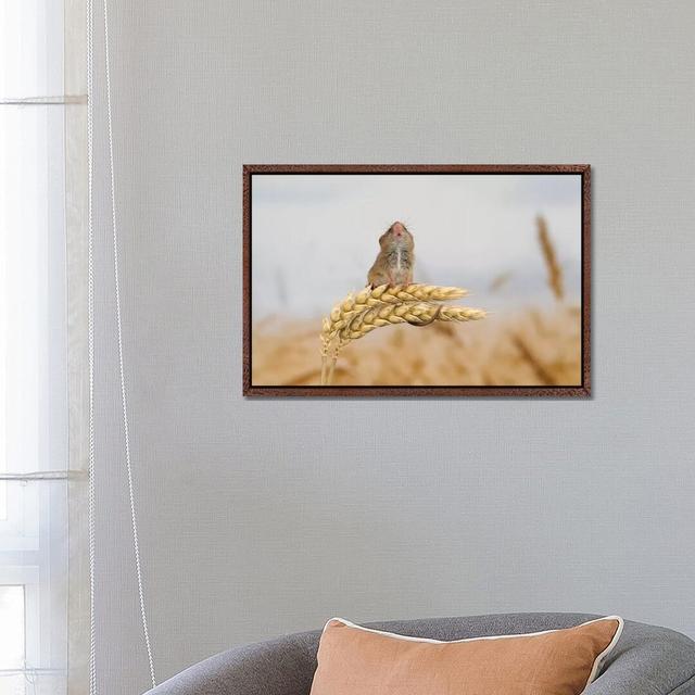 Shall I Go Higher Harvest Mouse by Dean Mason - Print on Canvas Ebern Designs Format: Classic Brown Wood Framed, Size: 45.72cm H x 66.04cm W x 3.81cm on Productcaster.