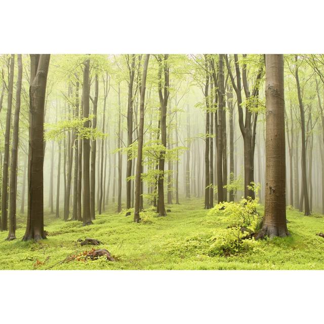 Spring Beech Forest - Wrapped Canvas Photograph Alpen Home Size: 30cm H x 46cm W x 3.8cm D on Productcaster.