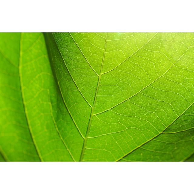 Atoli Abstract Texture of Leaves - Wrapped Canvas Photograph Latitude Run Size: 20cm H x 30cm W x 3.8cm D on Productcaster.