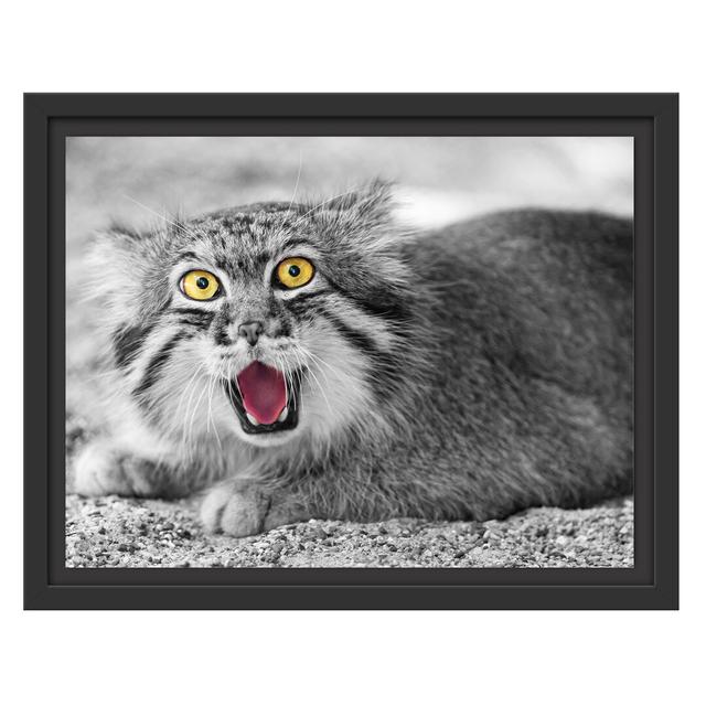 Gerahmtes Wandbild scheue Manul East Urban Home Größe: 30 cm H x 38 cm B on Productcaster.