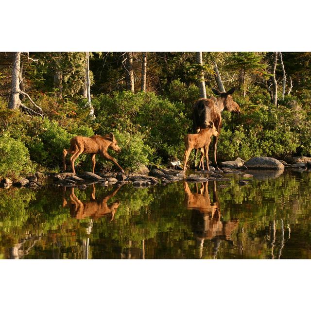 Delmer Moose Crossing a Lake by Jzhunt - Wrapped Canvas Photograph Alpen Home Size: 20cm H x 30cm W x 3.8cm D on Productcaster.