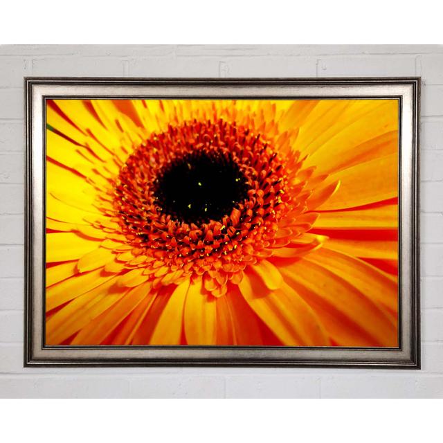 Goldene Gerbera Zentrum - Drucken Sommerallee Größe: 42 cm H x 59,7 cm B x 1,5 cm T on Productcaster.