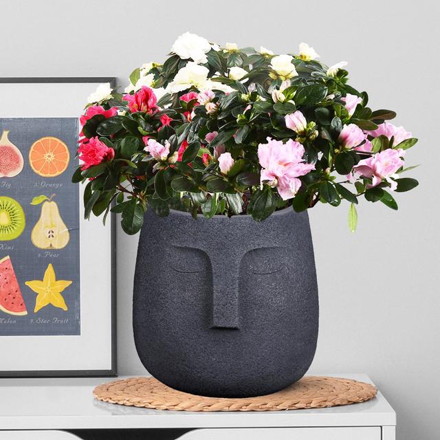 IDEALIST Textured Concrete Effect Oval Face Planter, Indoor Head Plant Pot for Indoor Plants HORTICO Size: 29.5cm H x 30.5cm W x 29.5cm D, Colour: Bla on Productcaster.