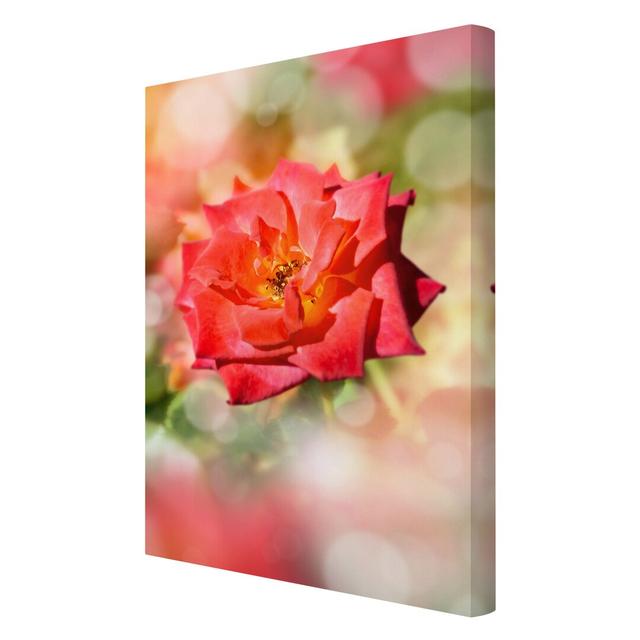 Shining Rose - Wrapped Canvas Graphic Art Print East Urban Home Size: 150cm L x 100cm W on Productcaster.