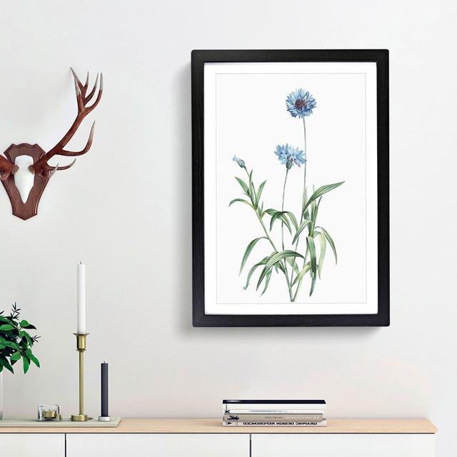 Cornflowers in Blue by Pierre-Joseph Redoute - Picture Frame Painting Print East Urban Home Size: 48cm H x 36cm W x 2cm D, Frame Option: Black Framed on Productcaster.