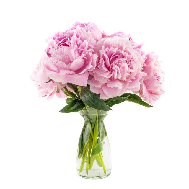 Peony Bunch Isolated on Background - Wrapped Canvas Photograph Canora Grey Size: 51cm H x 51cm W x 3.8cm D on Productcaster.