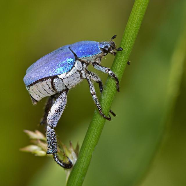 Euphemia Blue Beetle (Hoplia Coerulea) by AnneSorbes - Wrapped Canvas Photograph Latitude Run Size: 91cm H x 91cm W 3.8cm D on Productcaster.