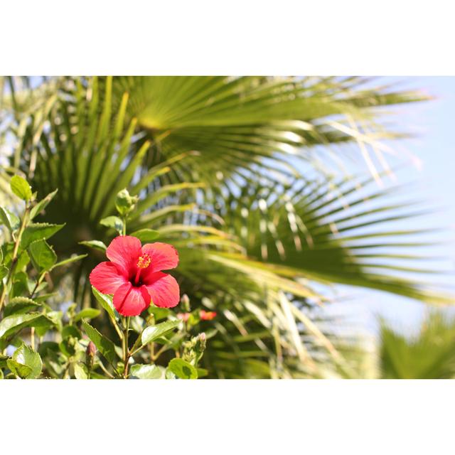 Bright HibiscUS Flower by Evgeniiand - Wrapped Canvas Photograph 17 Stories Size: 61cm H x 91cm W on Productcaster.