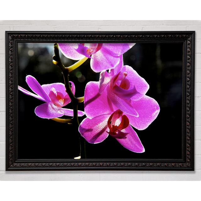 Orchid In Sunlight - Single Picture Frame Art Prints Bright Star Size: 59.7cm H x 84.1cm W on Productcaster.