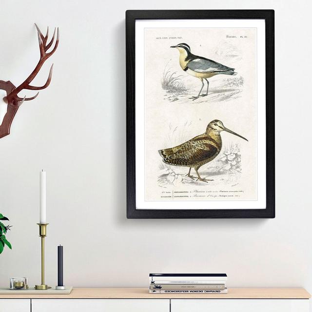 Bird Illustrations PL. 22 by Charles D' Orbigny - Single Picture Frame Painting East Urban Home Frame Option: Black Framed, Size: 63cm H x 45cm W x 2c on Productcaster.