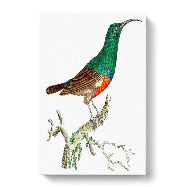 Red-Bellied Creeper Bird by George Shaw - Wrapped Canvas Painting Print East Urban Home Size: 50cm H x 35cm W x 3cm D on Productcaster.