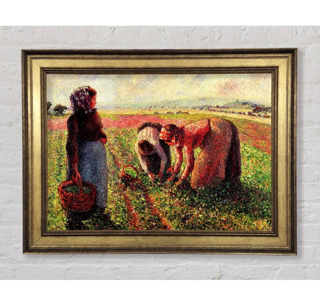 Pissarro Peas Growing In Eragny - Single Picture Frame Art Prints Bright Star Size: 42cm H x 59.7cm W x 8cm D on Productcaster.