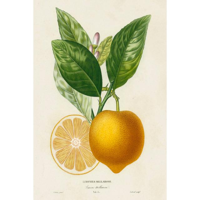 French Lemon Botanical III by A. Risso - Wrapped Canvas Graphic Art Bay Isle Home Size: 30cm H x 20cm W on Productcaster.