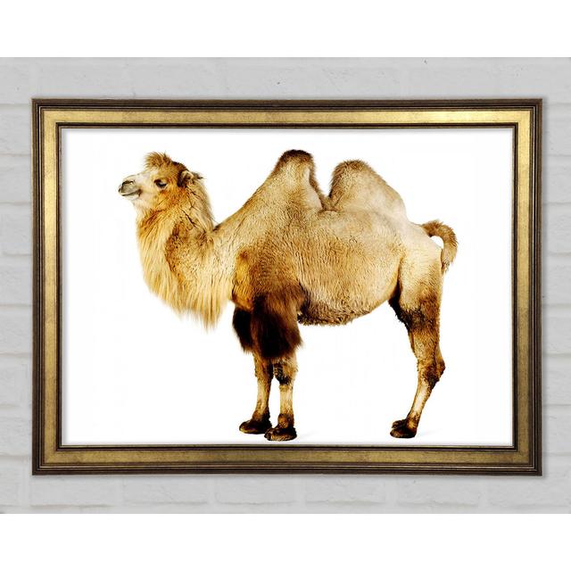 One Hump Or Two - Single Picture Frame Art Prints Gracie Oaks Size: 42cm H x 59.7cm W x 1.5cm D on Productcaster.