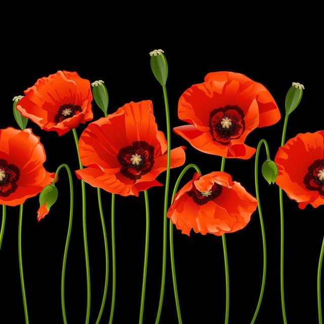 Red Poppies In A Row - Wrapped Canvas Print Latitude Run Size: 76cm H x 76cm W on Productcaster.