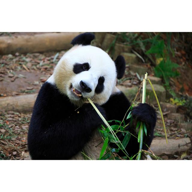 Giant Panda by Joshelerry - Wrapped Canvas Print 17 Stories Size: 30cm H x 46cm W on Productcaster.