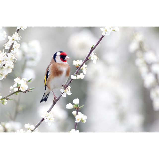 Goldfinch Sitting on Branch - Wrapped Canvas Photograph 17 Stories Size: 20cm H x 30cm W on Productcaster.