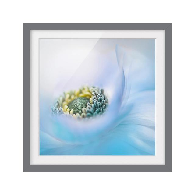 'Anemone on the River' Framed Photographic Print East Urban Home Rahmenoptionen: Matt grey, Size: 50cm H x 50cm W on Productcaster.