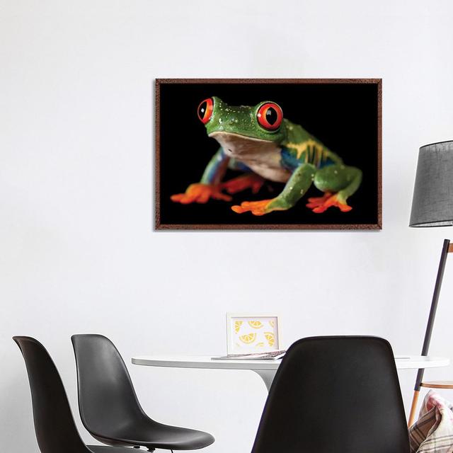 A Red-Eyed Tree Frog At The Sunset Zoo In Manhattan, KS. von Joel Sartore - Gallery-Wrapped Canvas Giclée on Canvas Ebern Designs Format: Klassischer on Productcaster.